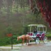 A convenient way to tour central park-check out the natural carriage rides