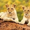 Tanzania Tour Packages from India
