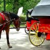 Horse and Carriage Tours