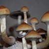 Exploring the Benefits of Purchasing Psychedelics Online: A Comprehensive Guide