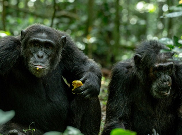 Gorilla trekking Uganda