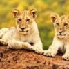 Uganda tour packages from India