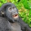 Best rwanda gorilla safari
