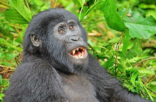 Best rwanda gorilla safari