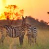 Bwindi National Park Safari