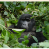 Wild Encounter In Uganda