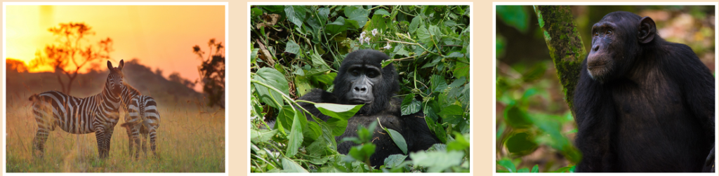 Wild Encounter In Uganda