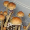 The best psychedelic mushrooms.