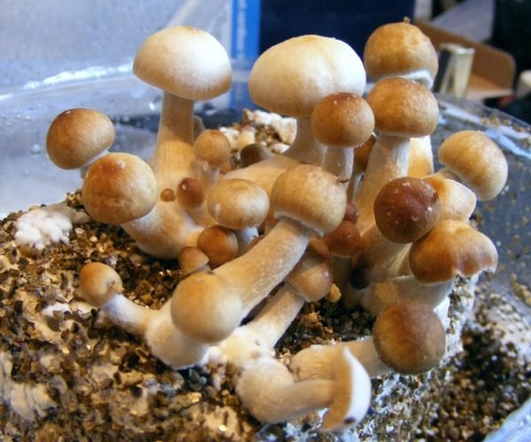 variety of medicinal mushrooms