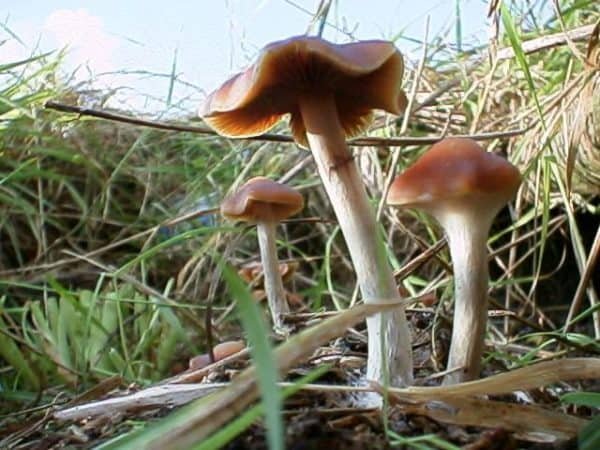 Best microdosing psilocybin