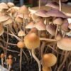 Macro shot of dried psilocybin mushrooms