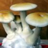 Transkei Psychedelic Mushrooms