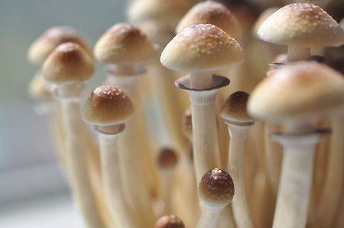 mushrooms sprouting
