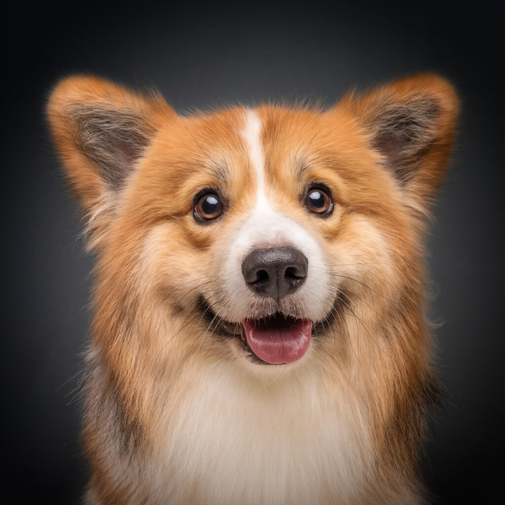 Elegant dog portrait captured in a studio with perfect lighting.