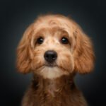 Adorable puppy photographed in a studio environment with a colorful background