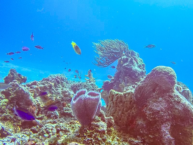 Vibrant coral formations teeming with marine life in the Mesoamerican Reef.