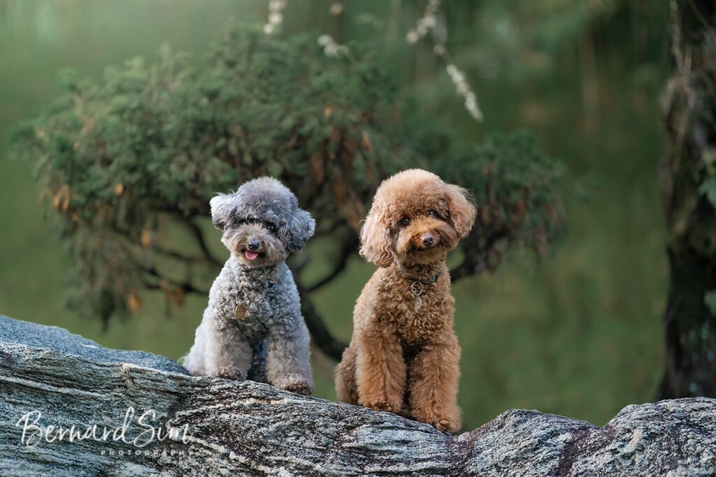 Playful dog posing during a pet portrait.