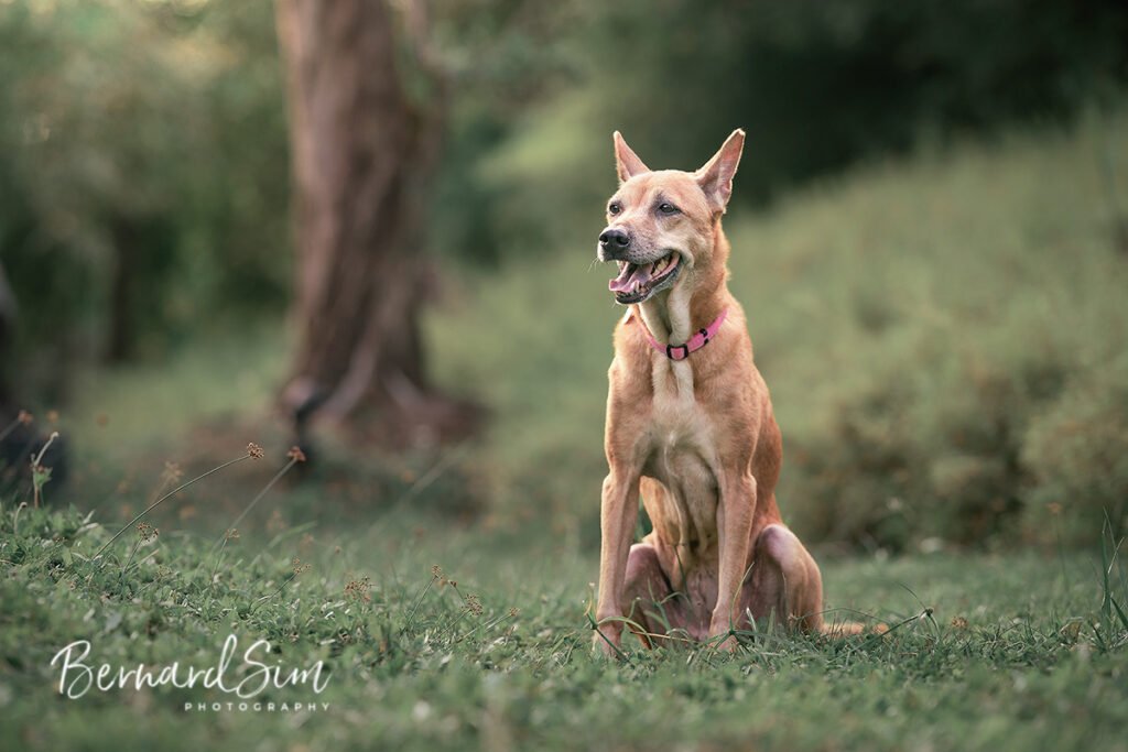 outdoor pet photoshoot