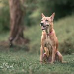 outdoor pet photoshoot